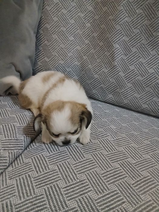 Chiuhuahua macho