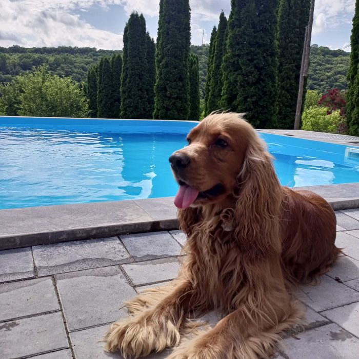 В'язка, кабель спаніель