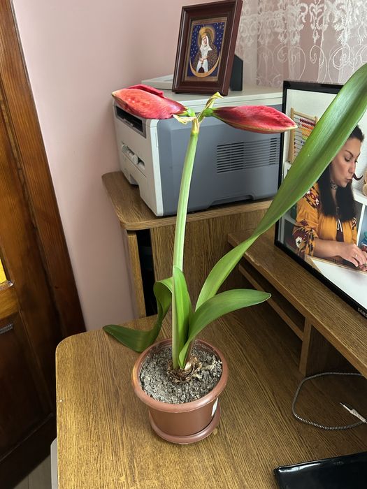 Продам різні вазони