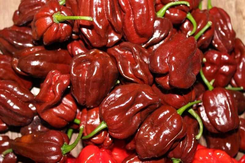 10 Sementes Pimenta Malagueta Habanero CHOCOLATE