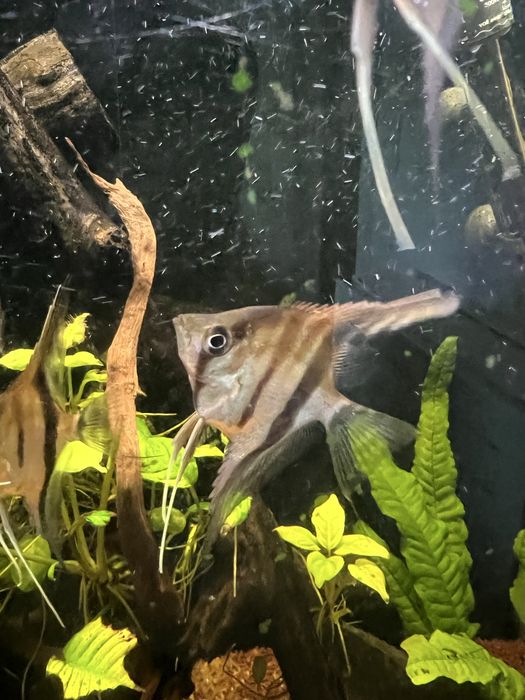 escalar manacapuru red back