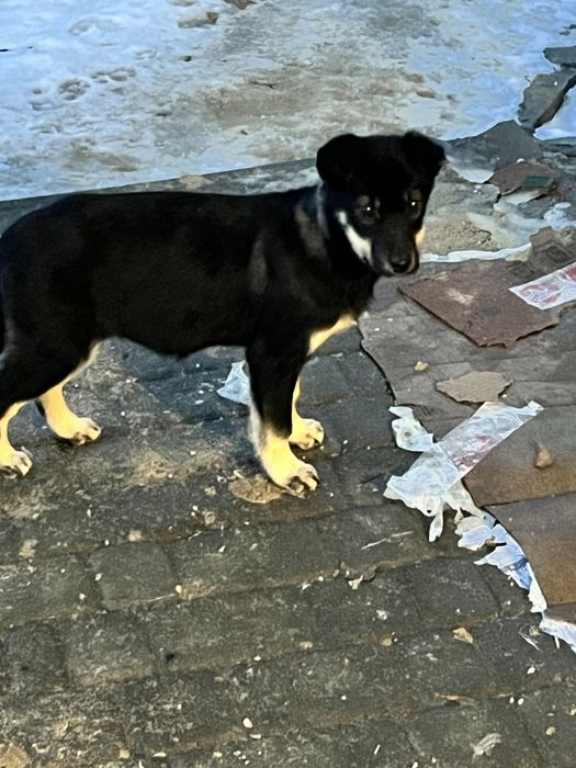 Цуценя дівчинка шукає дім