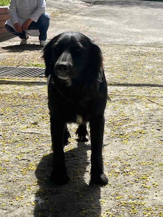 Молодий песик в добрі руки