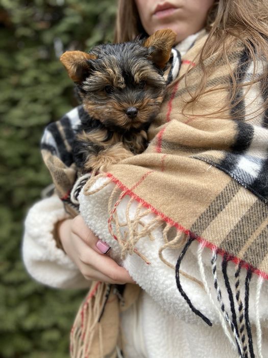 Хлопчик йоркширського терʼєра