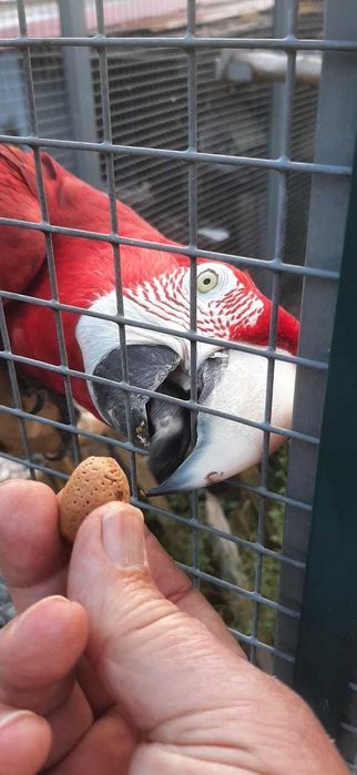 Araras e eclectus