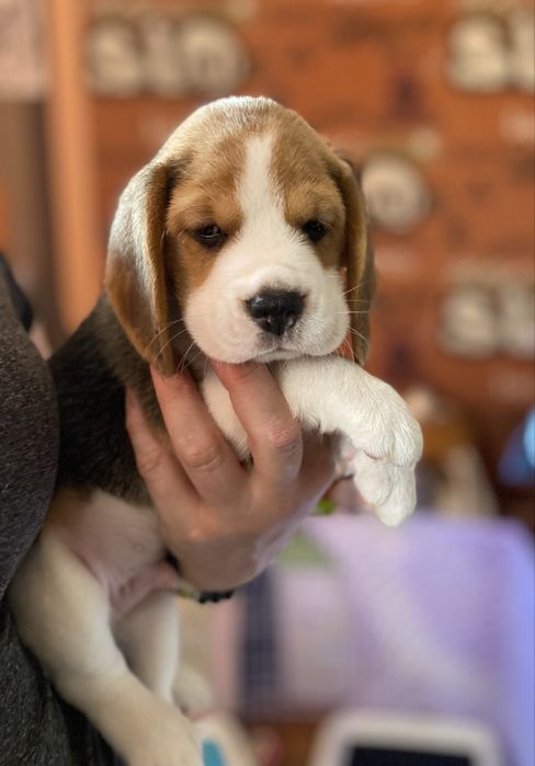 Цуценята бігля з документами КСУ