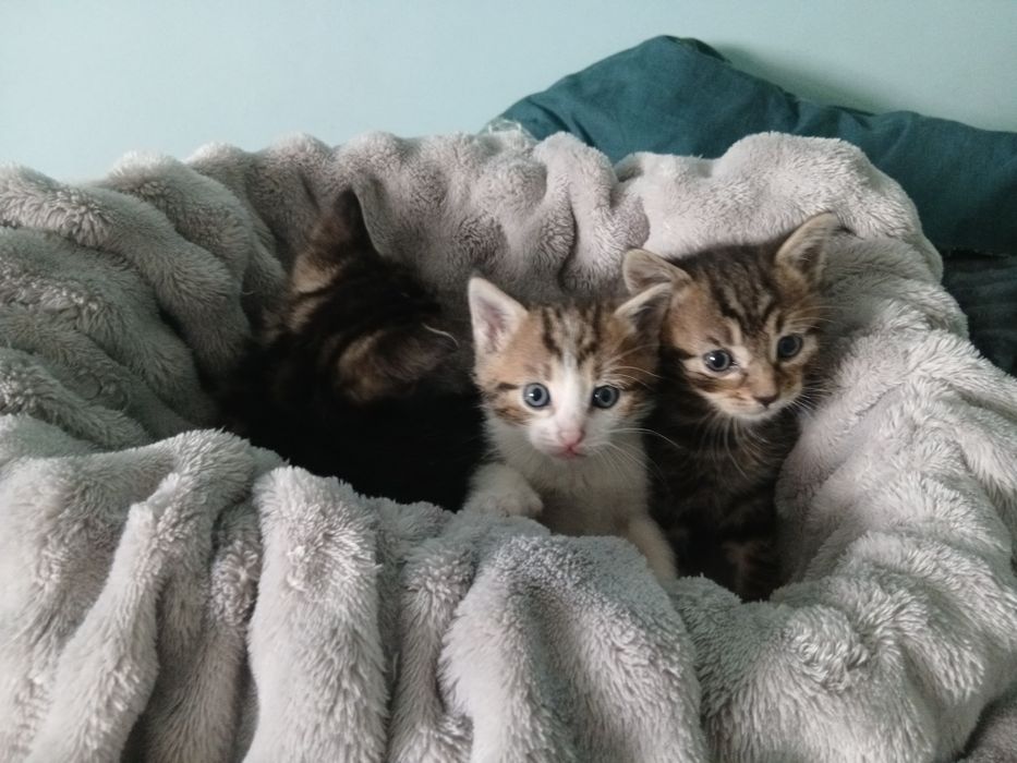 Oddam kotki w dobre ręce