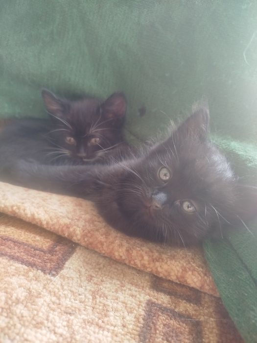 Котенята в добрі рукі