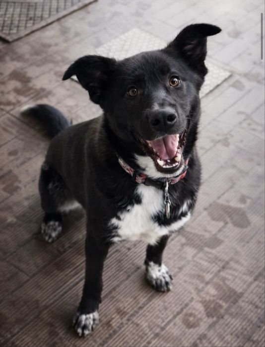 Cãozinho 1 ano para adoção responsável