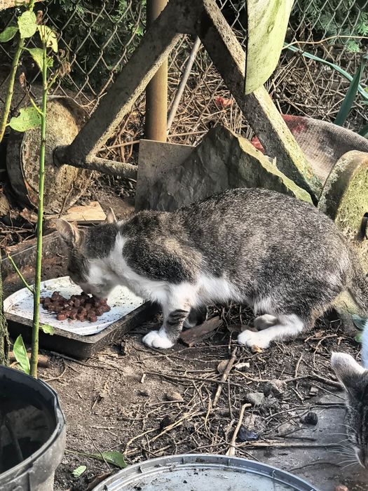 Kocur kot do adopcji