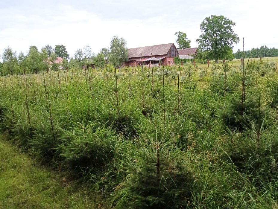 Świerk klasyczny i srebrny 100cm-250cm