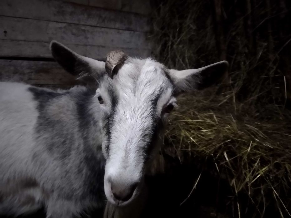 Продам козу дійну разом з козеням(козлик)