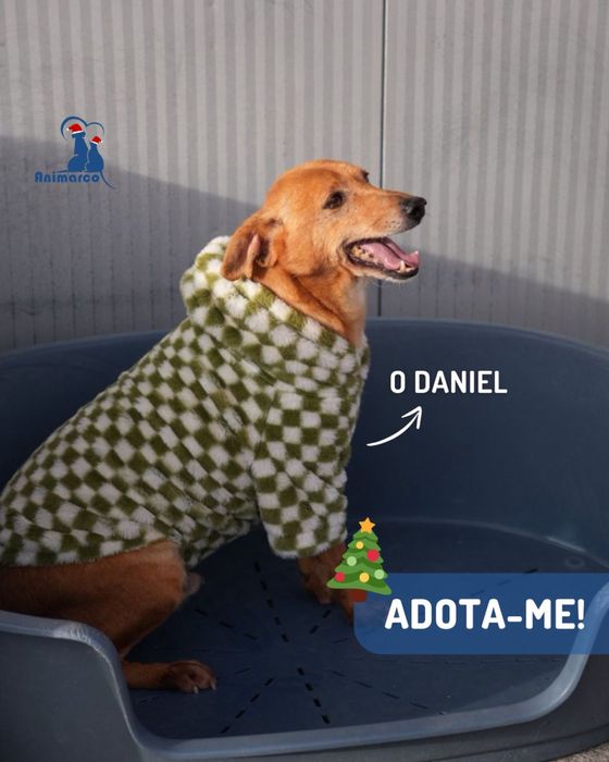 Daniel - cao de porte pequeno medio