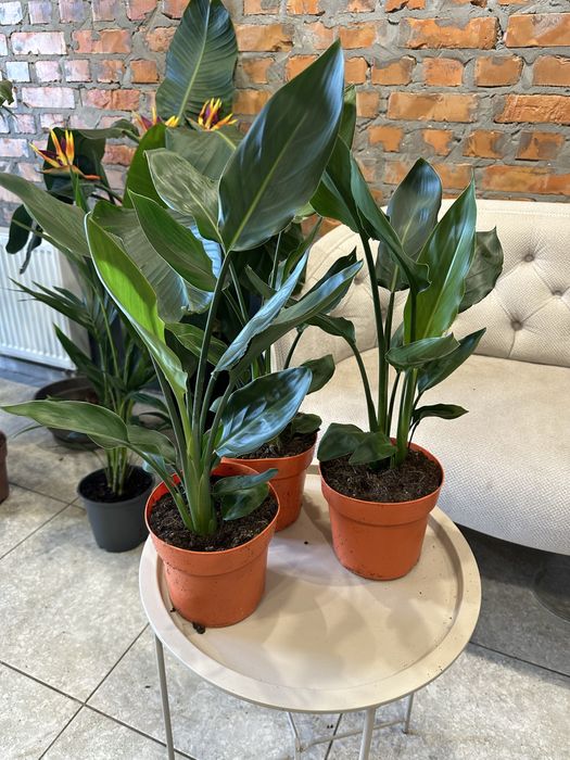 Стреліція Регіна королівська h 65 см на дві рослини