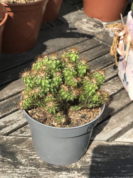 Кактус кімнтатний цереус монстросус, у горщику