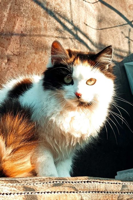 Чудові кошенята для щастя