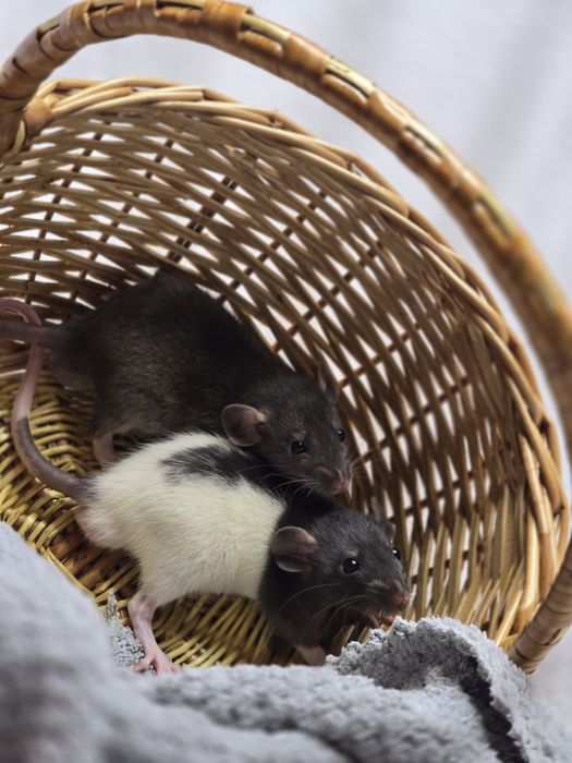 Ручные крысята дамбо. Есть доставка, клетки. Домашние ручные крысы, кр