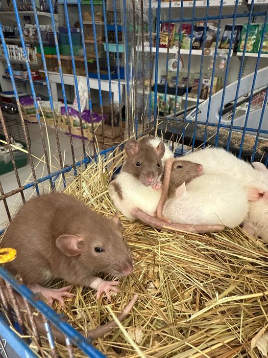 Крыски редкого окраса (1,1 месяц)