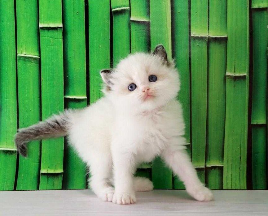 Чудовий синьоокий котик регдол.