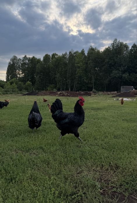 Koguty Australorp drob