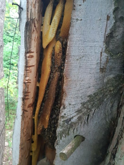 Matka pszczela unasienions