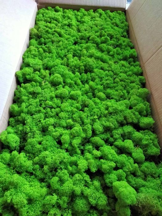 Стабілізований мох. Скандинавский мох Ягель. Стабилизированный мох