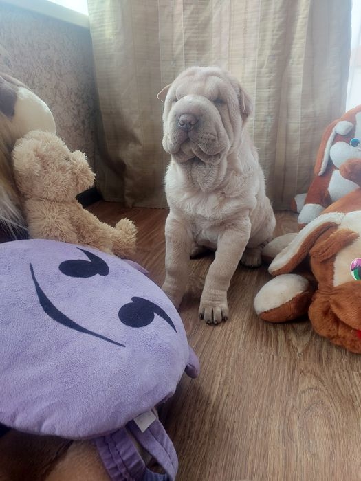 Шикарная голубогенная девочка.