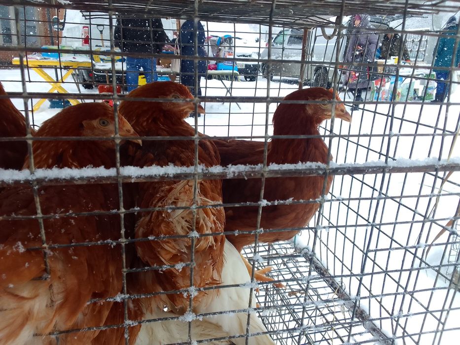 Кури несушки молоді