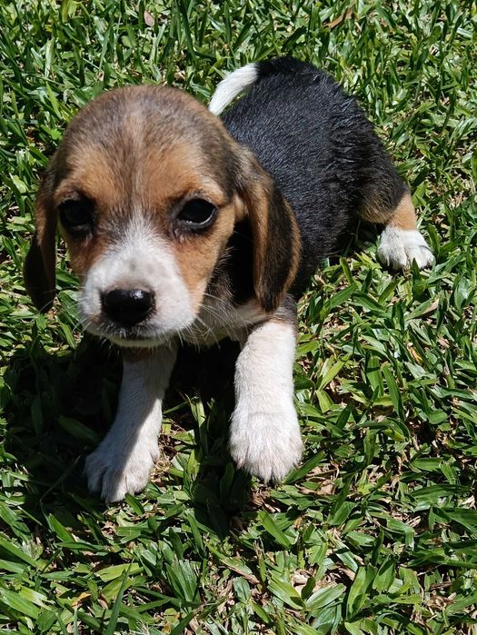 Beagle macho tricolor só