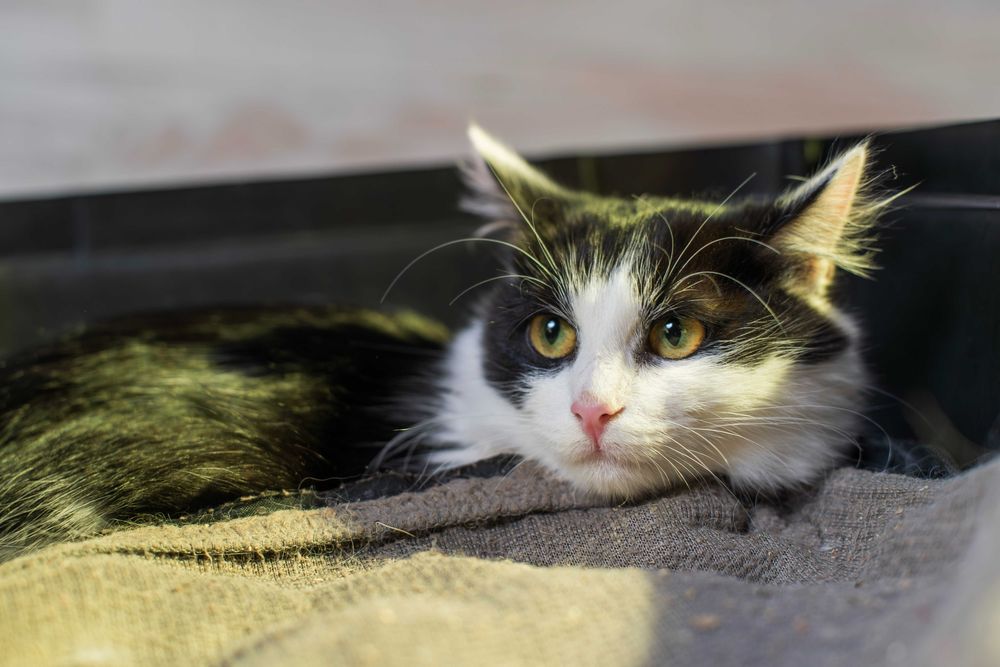 Супер кошенятки в пошуках домівки