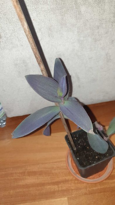 Trzykrotka, setkrezja purpurowa,  balkon, do ogrodu, wys. 31cm