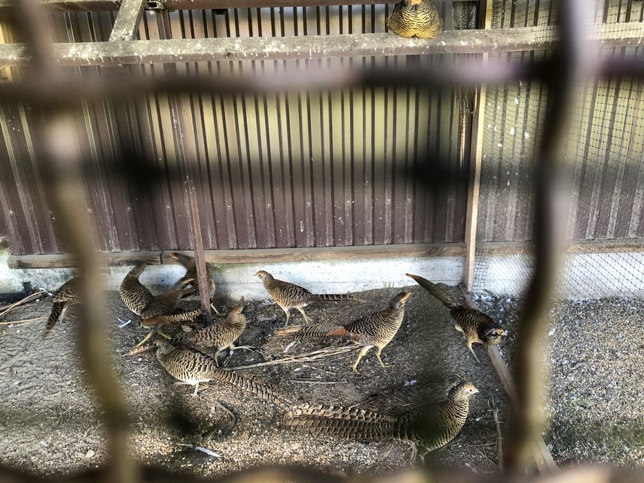 Фазани золоті червоні