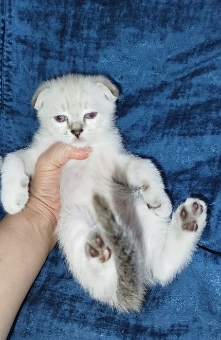 Котята срібна шиншила