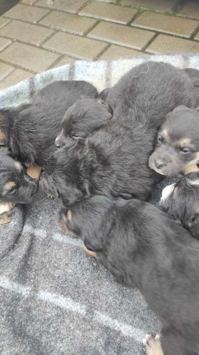 Цуценята в добрі руки