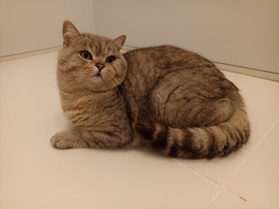 Adoção Gato Macho