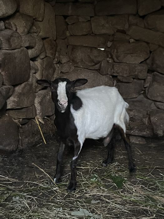 Cabra mocha 2 anos
