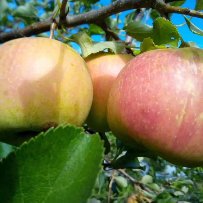 Хурма Ківі Черешня Персик Яблуня Груша Абрикоса Магнолія Рододендрон