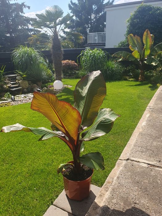Bananowiec Ensete ventricosum Maurelli różne wielkości
