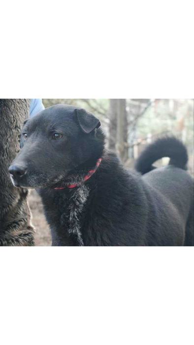 PRZYJAZNA, średnia suczka- może być DO BLOKU