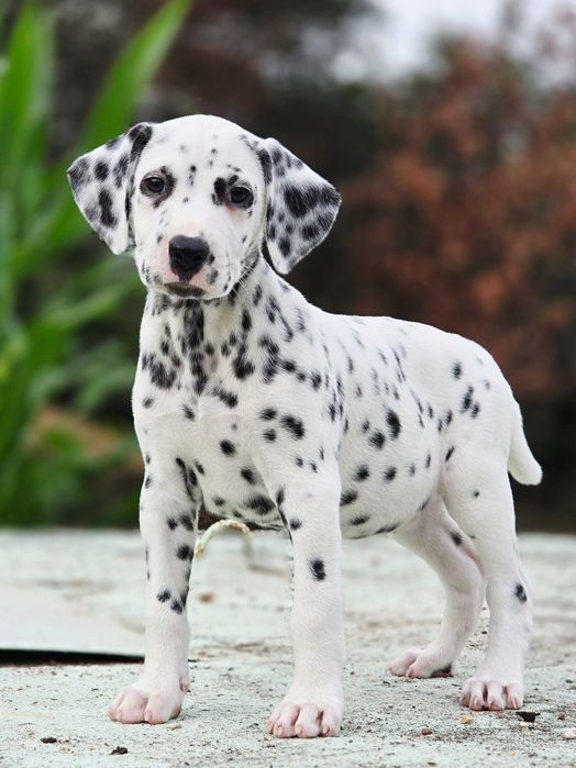 Dalmata Fêmea Pronta para nova familia