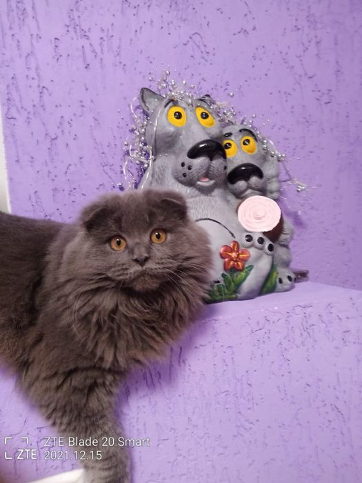 В,язка висловухий шотландець