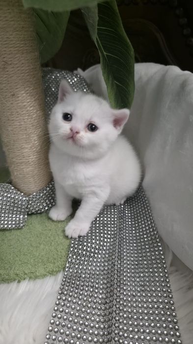 Piękna koteczka brytyjska