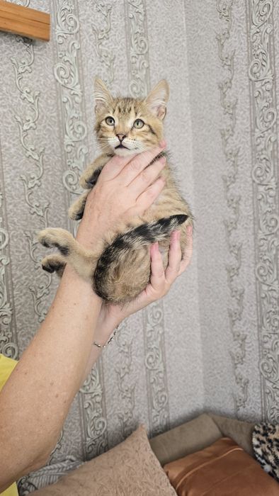 Кошенята в добрі руки