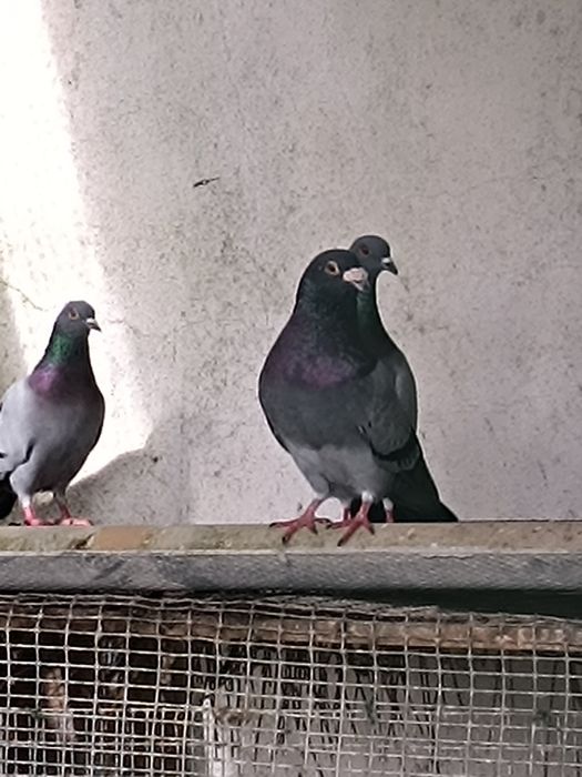 Pombos e Rolas Turcas