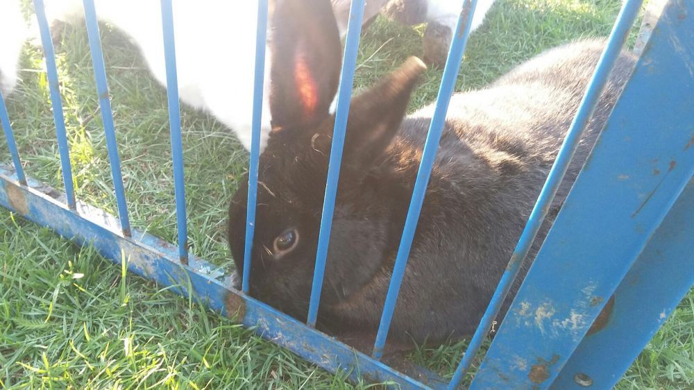 Sprzedam króliki ekologiczne