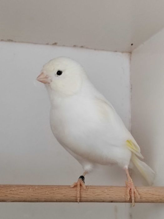 Kanarki 2025 sprzedam