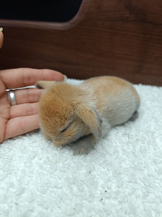 Mini Lop hodowla RADOM