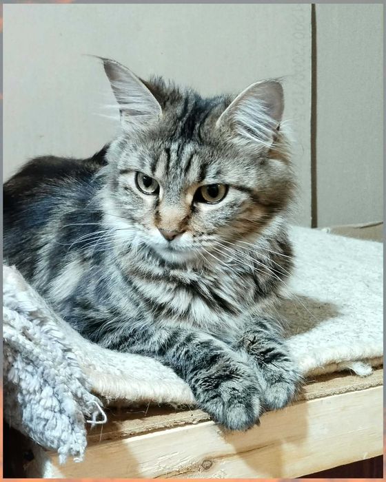 Кішечка,кішка,дівчинка,метис мейн куна,стерилізована,ніжна,ласкава