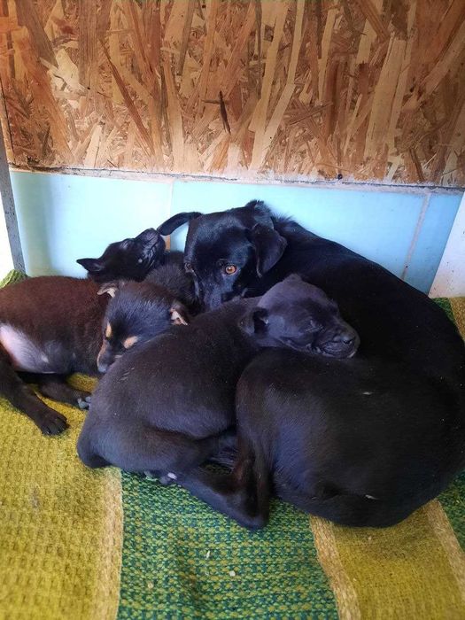 Маленький друг у добрі руки