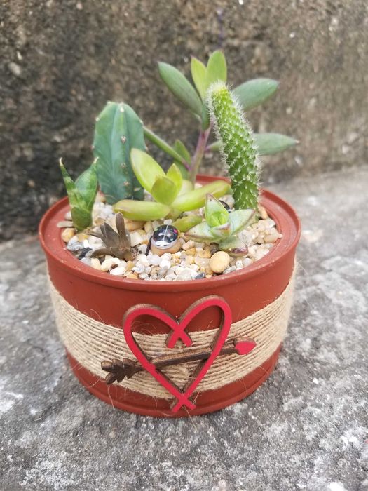 Arranjo de Suculentas64585834300035123